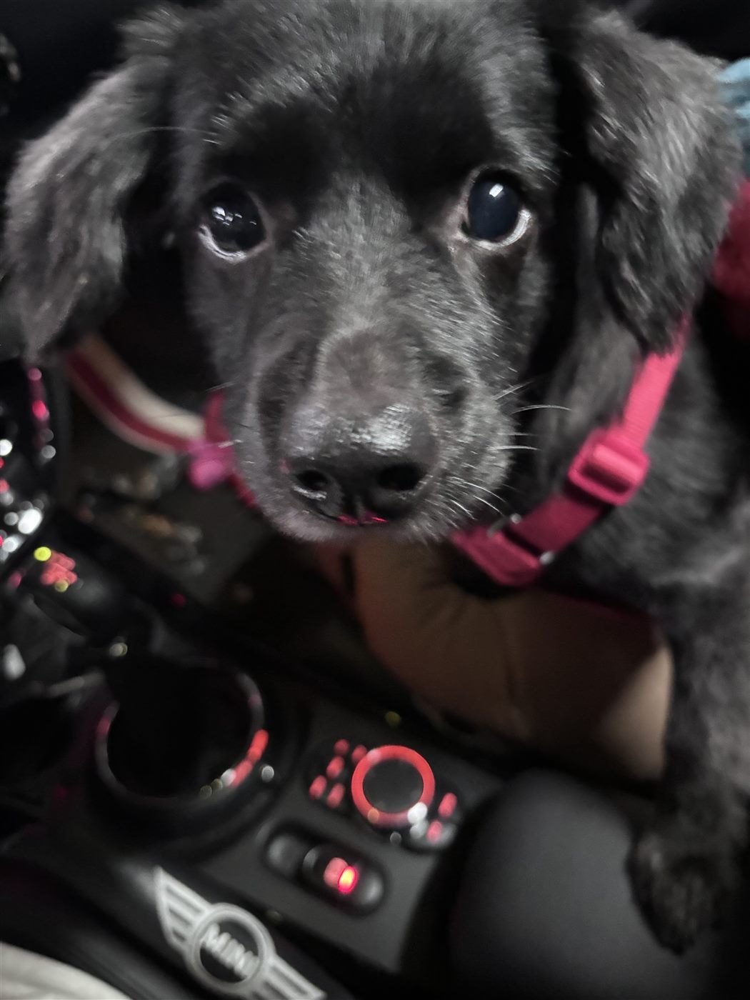 Black puppy with a pink harness