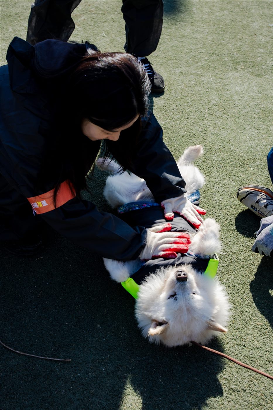 Giving belly rubs to a fluffy white dog