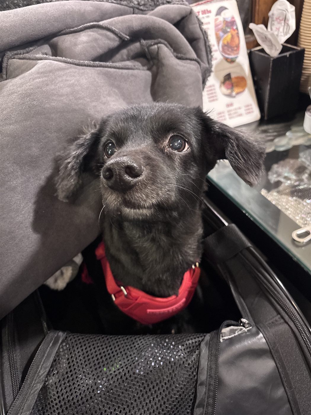 Dog photo