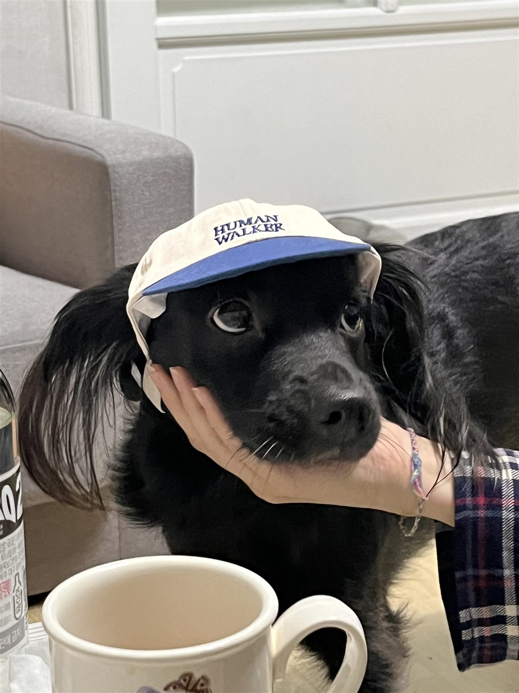 Dog photo