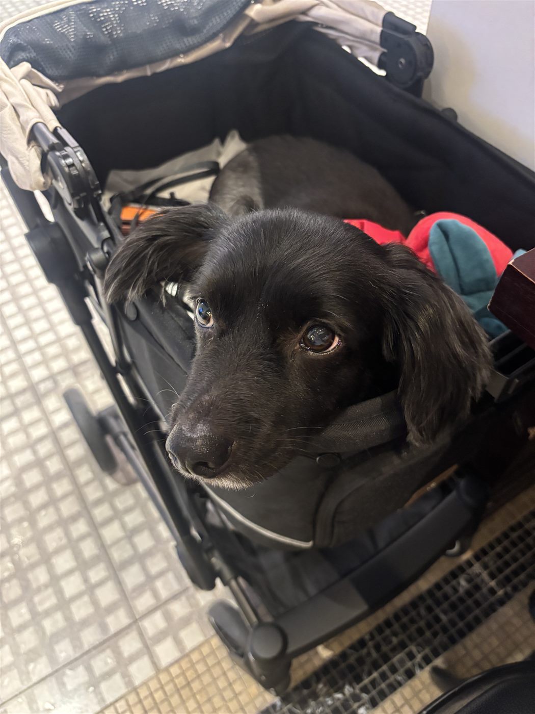 Dog photo