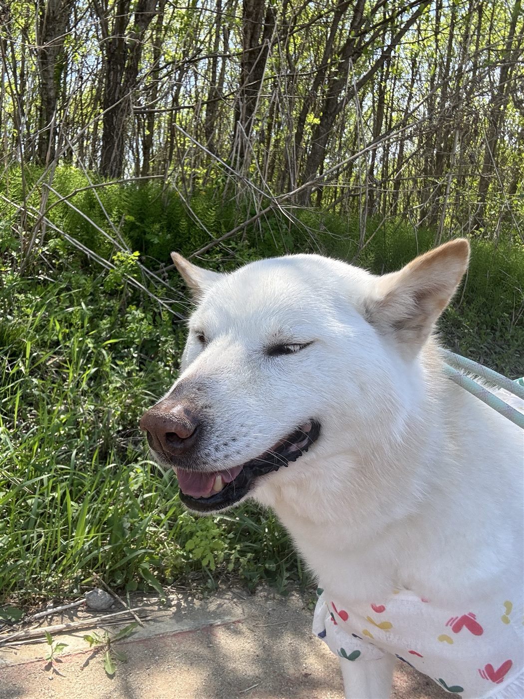 White dog smiling on a sunny walk